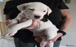American Bulldog dogs for sale: American staffie cross pups  - Image 5