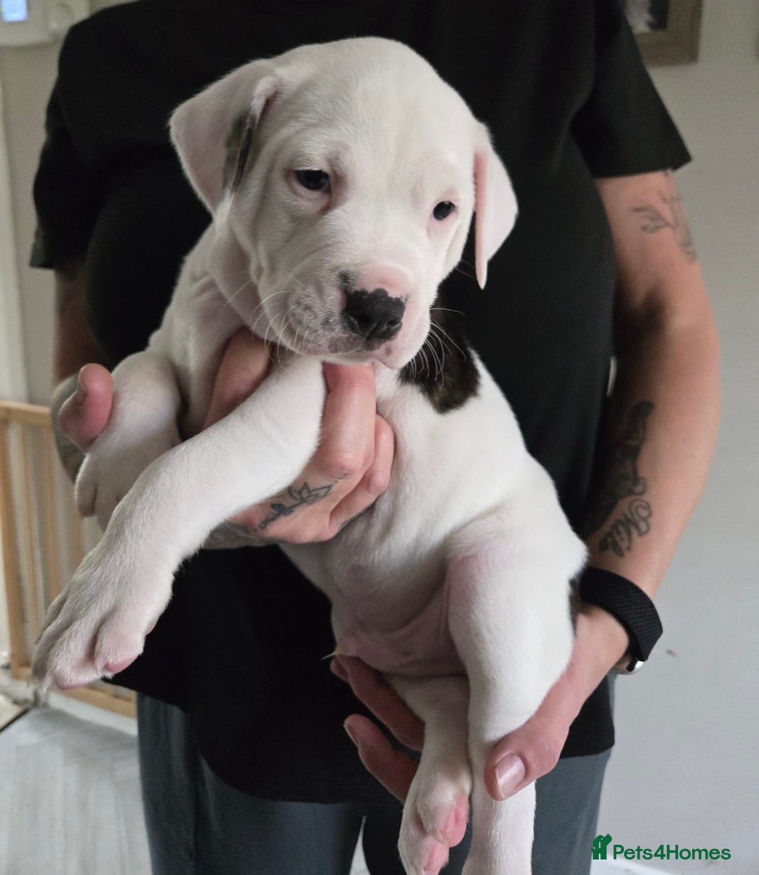 American Bulldog dogs for sale: American staffie cross pups  - Image 5