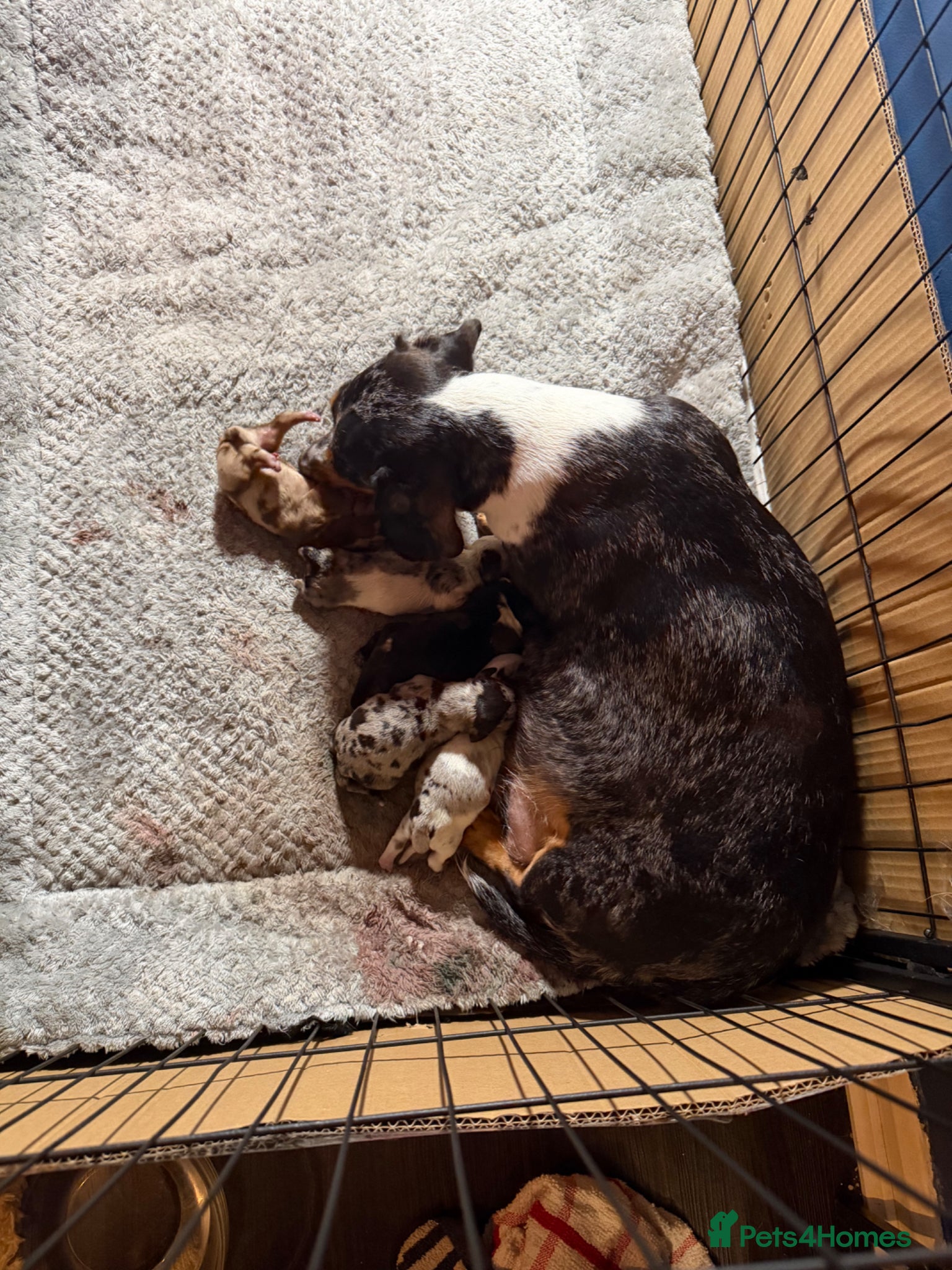 Miniature Dachshund dogs Stunning miniature dachshund puppies 3 girls  - Advert 1