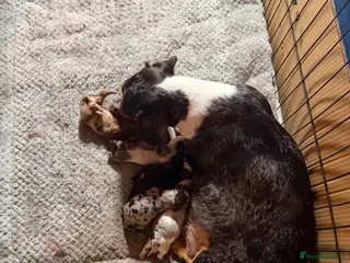 Miniature Dachshund dogs Stunning miniature dachshund puppies 3 girls - Advert 1