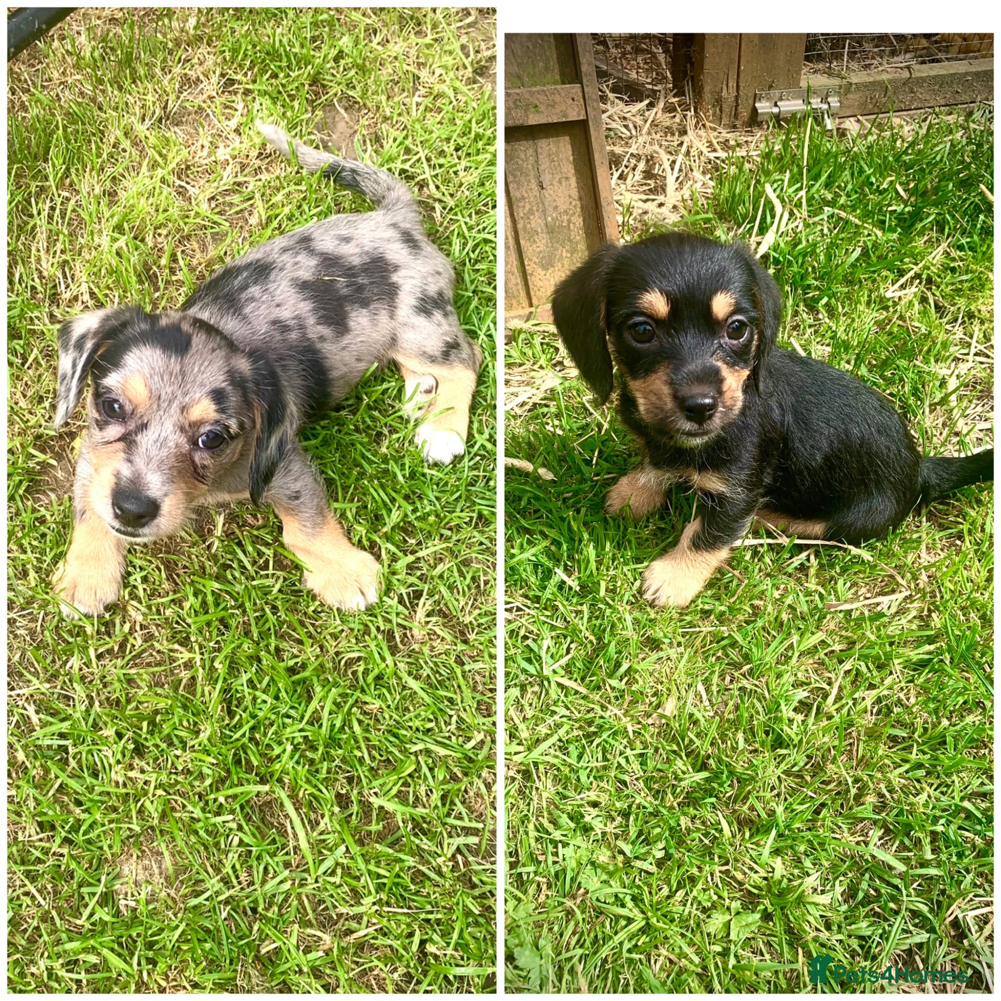 Mixed Breed dogs 2 beautiful Mauxie for sale £500 each - Advert 1