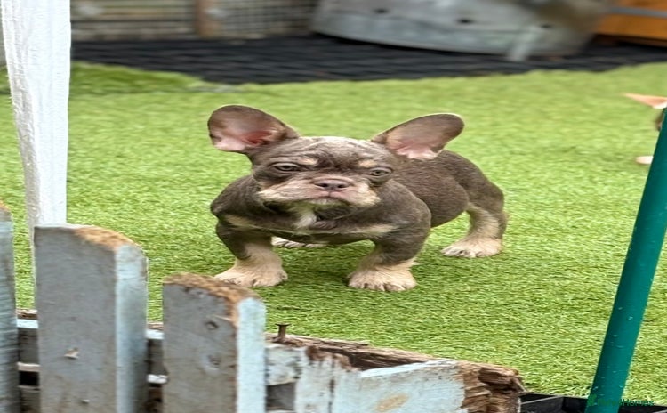 French Bulldog dogs - Advert 1