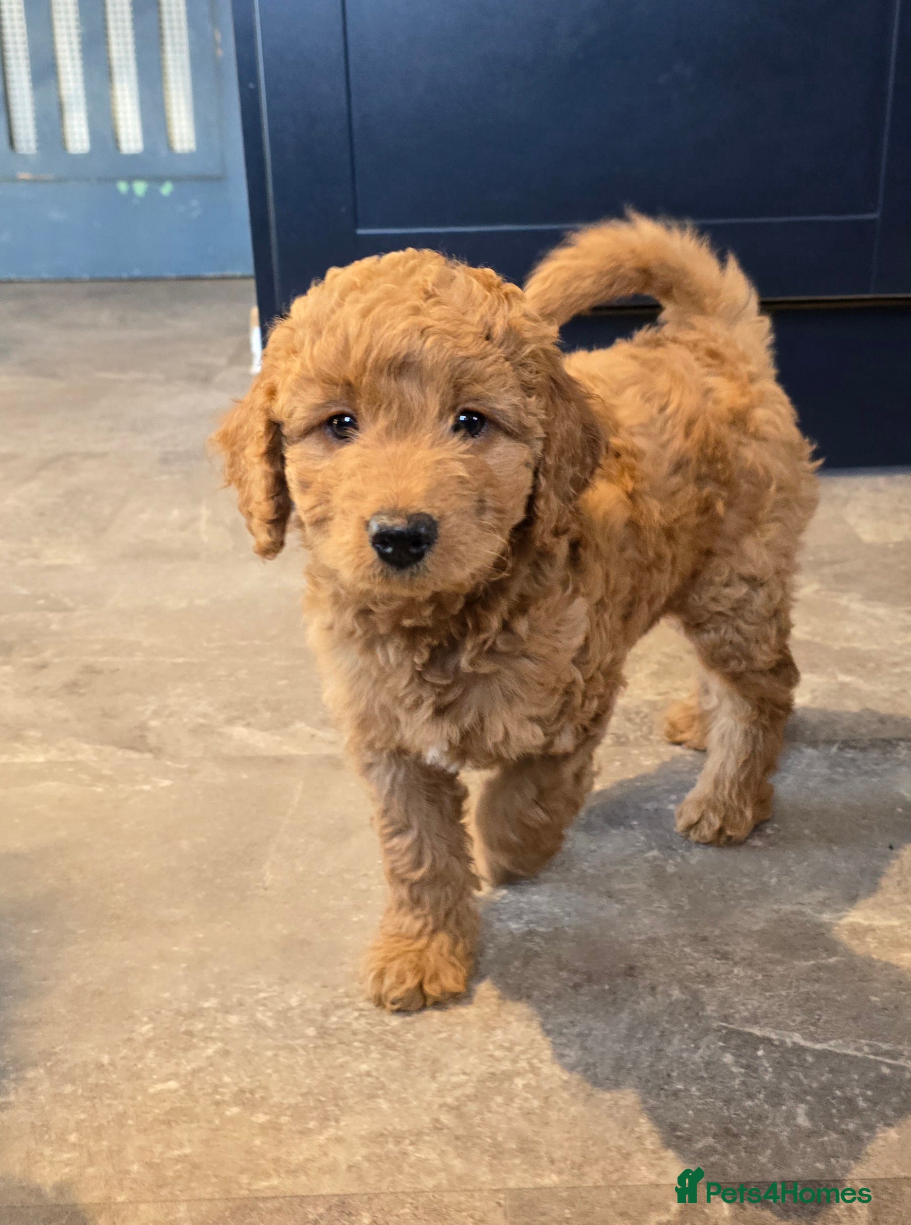 Cavapoo dogs Cavapoo puppies extensive health tested - Advert 15