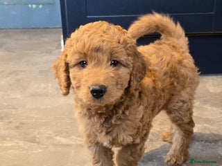 Cavapoo dogs Cavapoo puppies extensive health tested - Advert 4