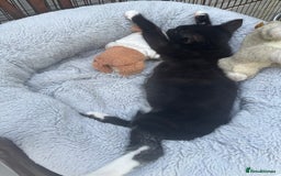 Mixed Breed cats for sale: Kitten: full of fun black & white male kitten - Image 10