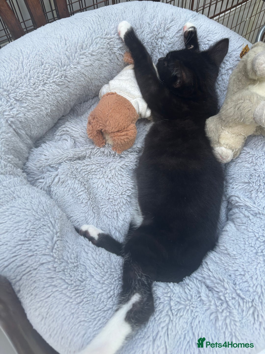 Mixed Breed cats for sale: Kitten: full of fun black & white male kitten - Image 10