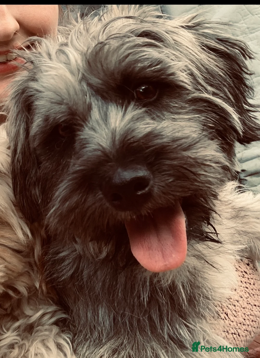 Cavapoo dogs for sale: Poppie - Advert 1