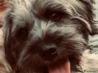 Cavapoo dogs Poppie - Advert 1