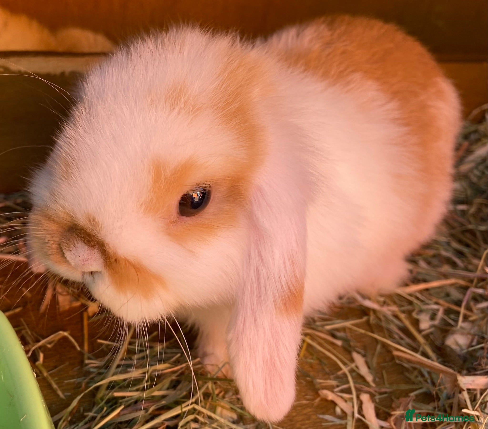Mini Lop rabbits STUNNING PURE BREED MINI LOP AMAZING COLOURS  - Advert 9