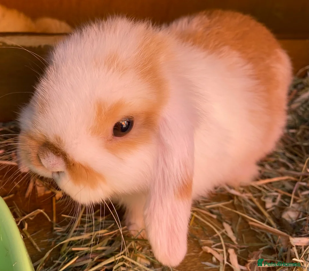 Mini Lop rabbits for sale: STUNNING PURE BREED MINI LOPS AMAZING COLOURS  - Advert 1