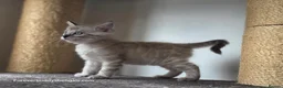 Bengal cats for sale: Rare Cashmere & Short Hair Bengals  - Advert 24