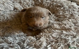 German Shepherd dogs for sale: Isabella German shepherd puppies - Image 5