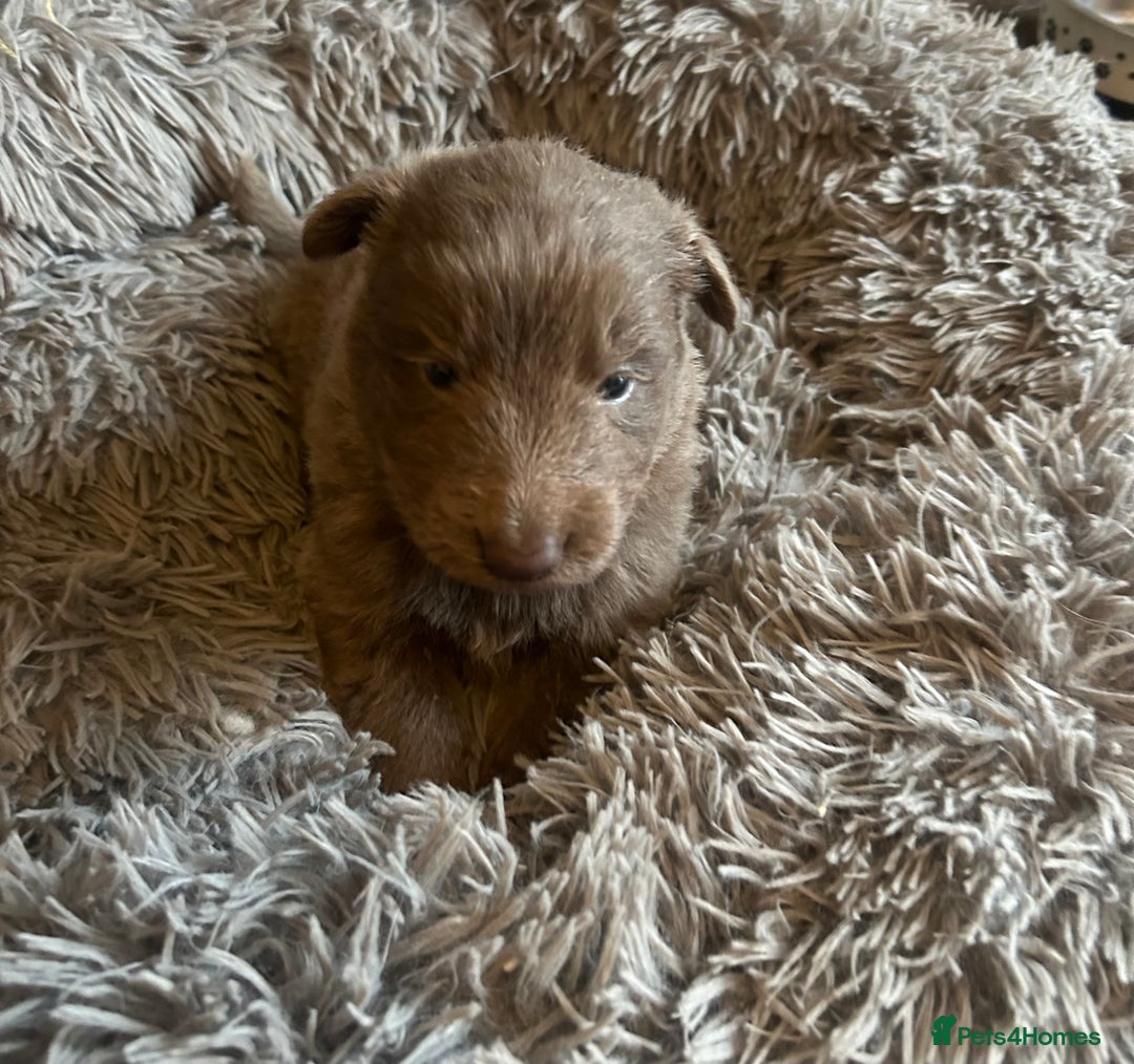 German Shepherd dogs for sale: Isabella German shepherd puppies - Image 5