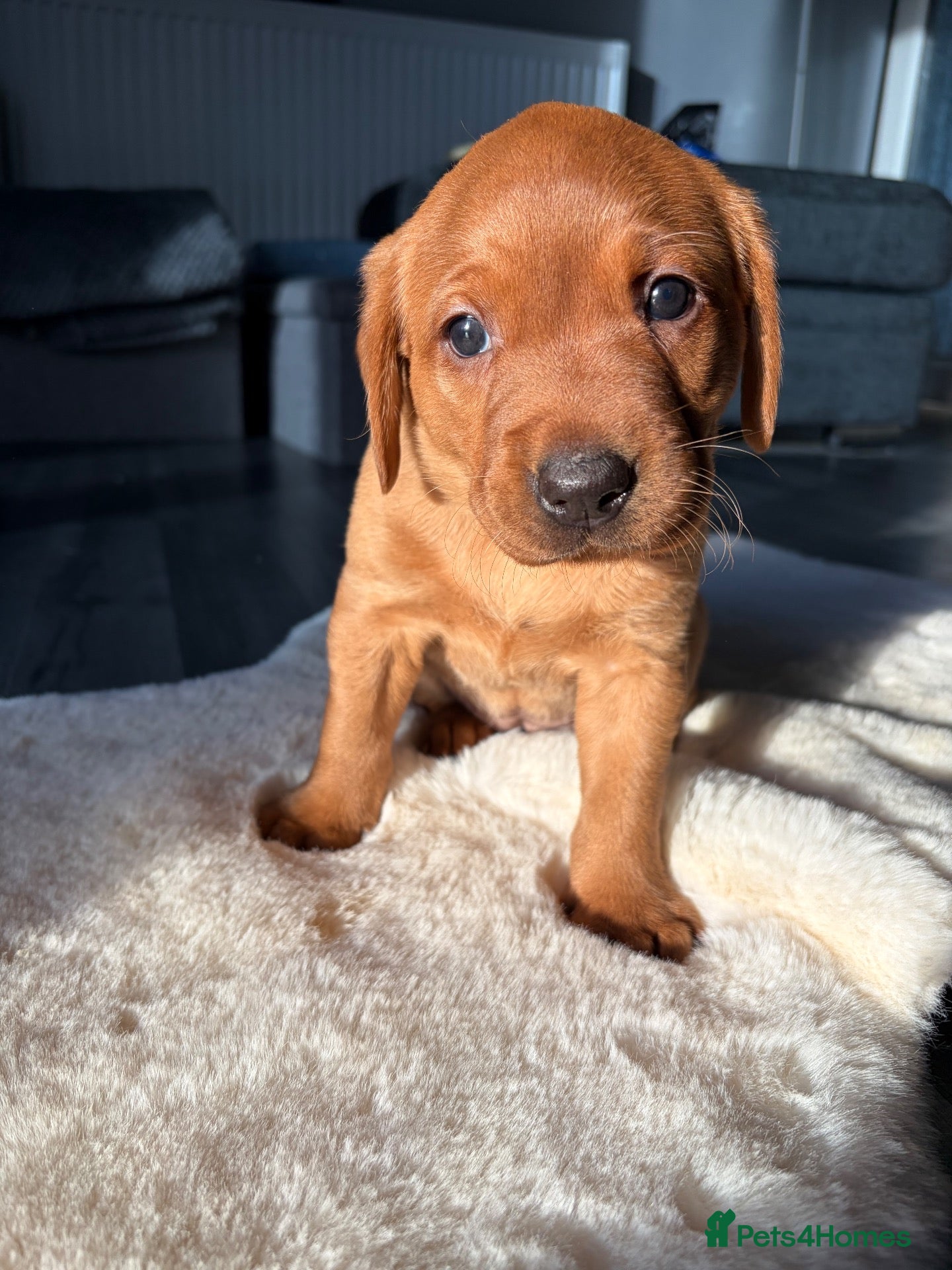 Labrador Retriever dogs 🐶 KC REGISTERED LABRADOR PUPPIES 🐶 - Advert 1