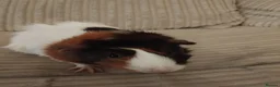 Guinea Pig rodents for sale: 2 female Guinea pigs needs a new home - Advert 1