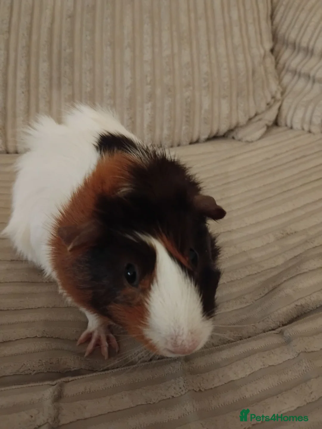 Guinea Pig rodents for sale: 2 female Guinea pigs needs a new home - Advert 1