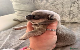 Chihuahua dogs for sale: 💖 Esquire litter of chihuahua puppies 💖 - Advert 14