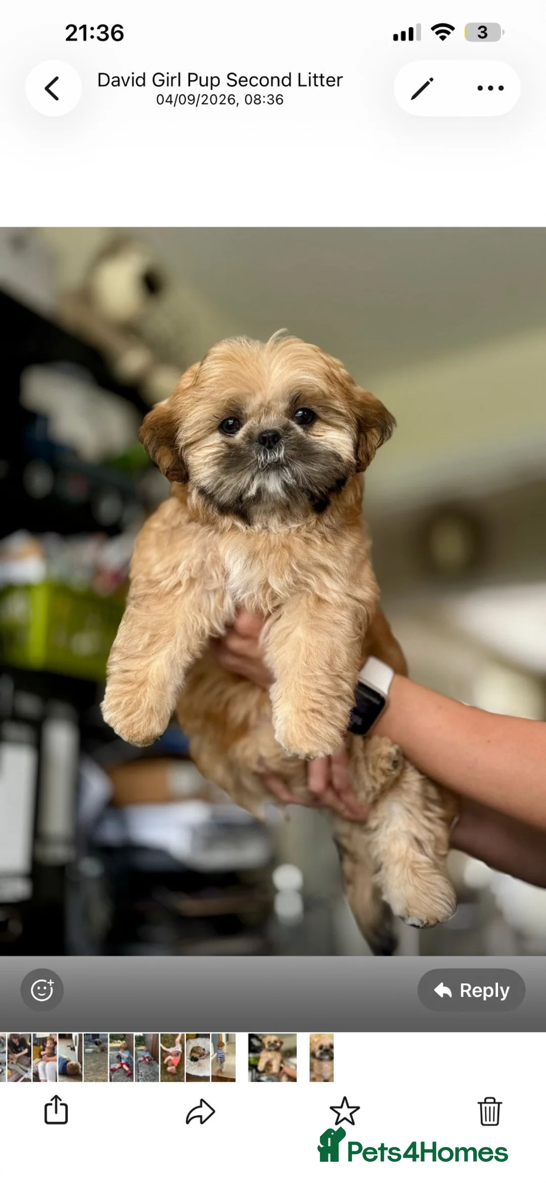 Shih Tzu dogs for stud: Our beautiful boy Arlo available for stud - Advert 2