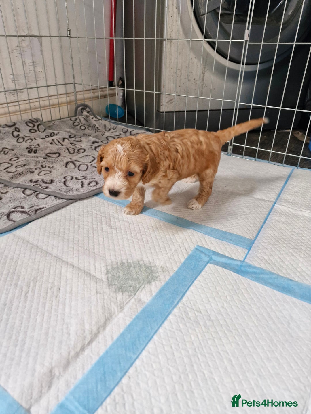 Cockapoo dogs for sale: F1 COCKERPOO PUPPIES FOR SALE  - Image 7