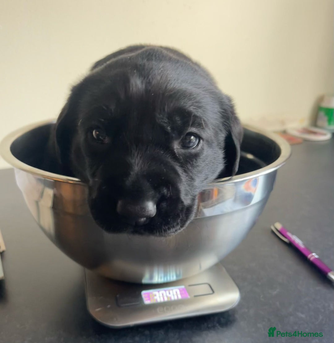 Mixed Breed dogs for sale: Loving lap pup full of snuggles  - Image 5