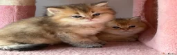 British Longhair cats for sale: GOLDEN BRITISH LONG HAIR KITTENS  - Advert 9