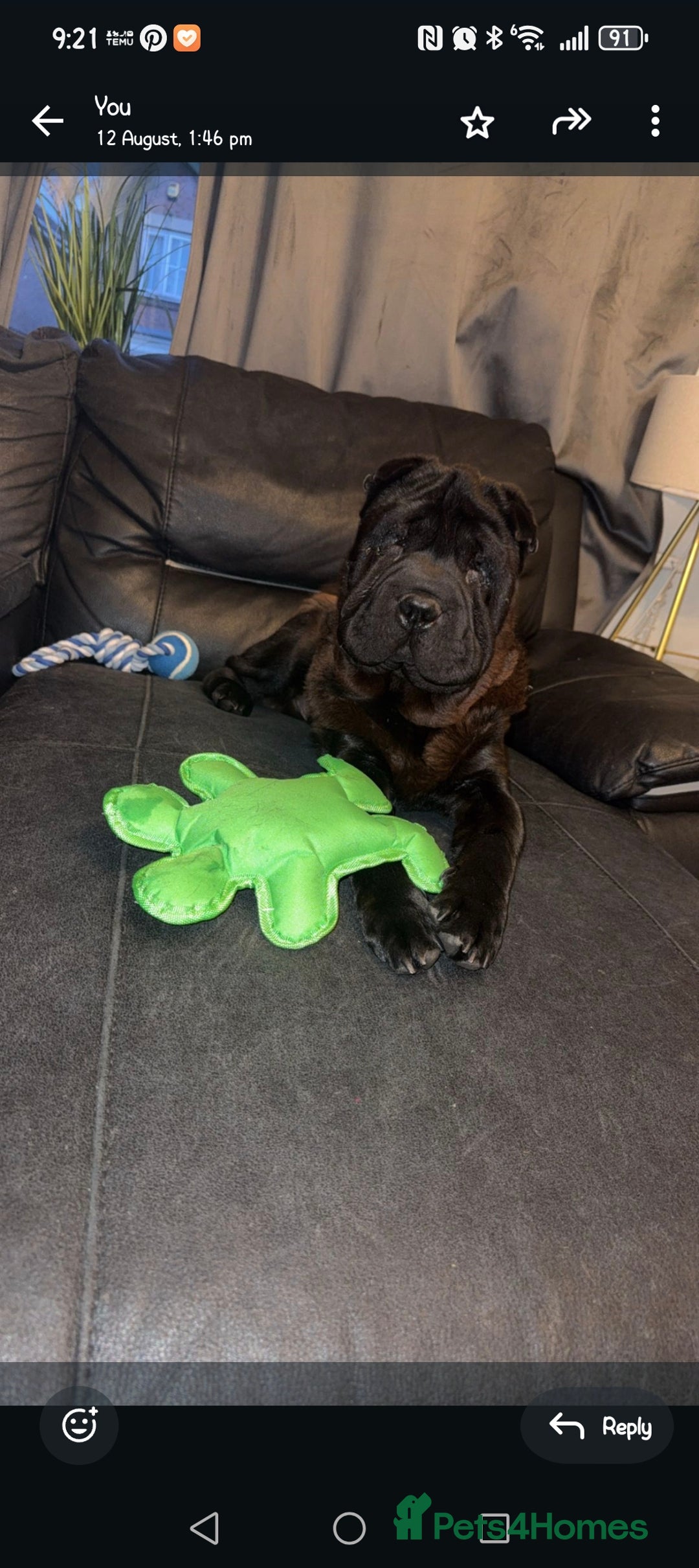 Mixed Breed dogs for sale: Shar pei  - Image 1