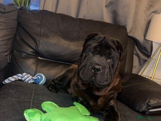 Mixed Breed dogs - Advert 33