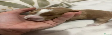Cockapoo 5