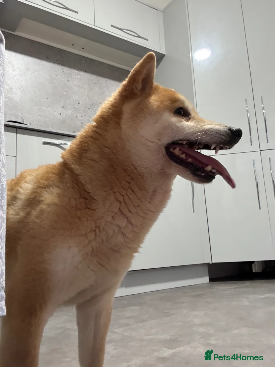 Japanese Shiba Inu dogs for sale: Down sizing - Advert 5