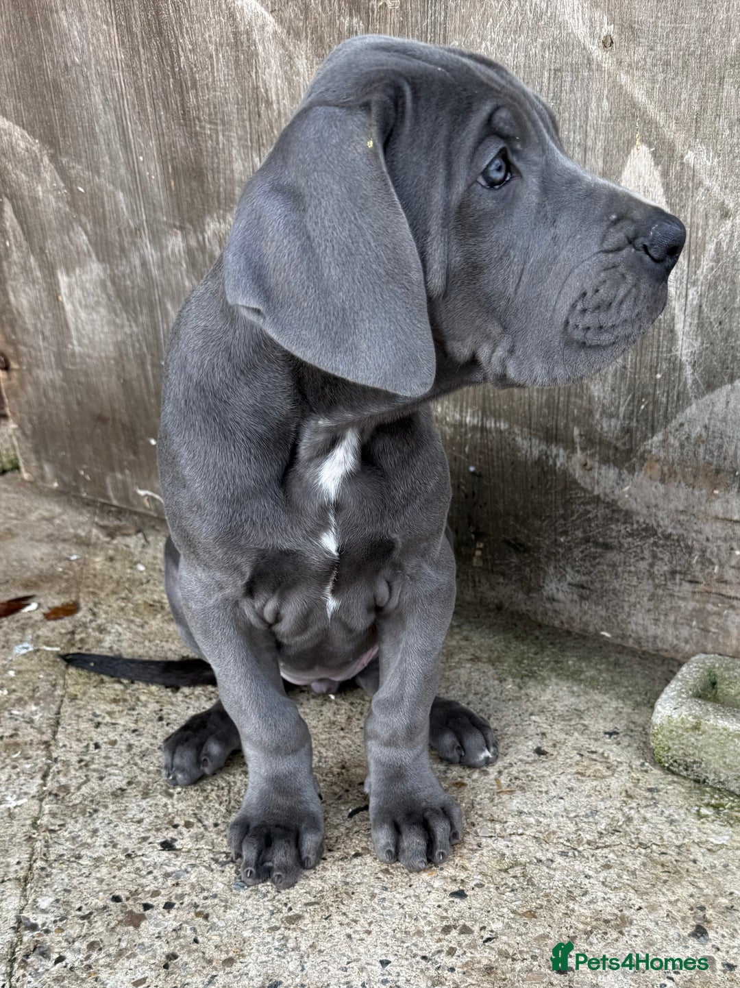 Great Dane dogs for sale: READY NOW! BLUE Kc reg Great Danes - Advert 8