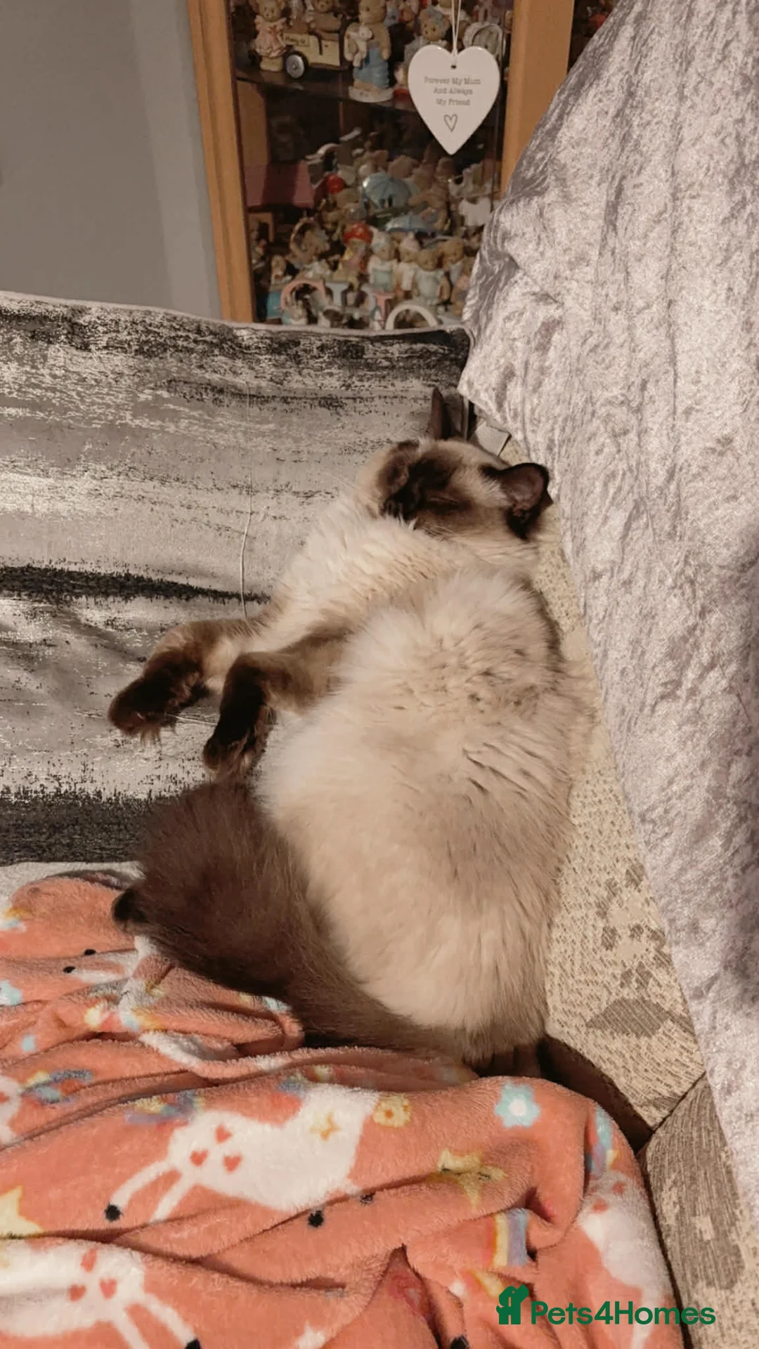 Ragdoll cats for sale: Male regdoll kitten looking for his forever home  - Advert 3