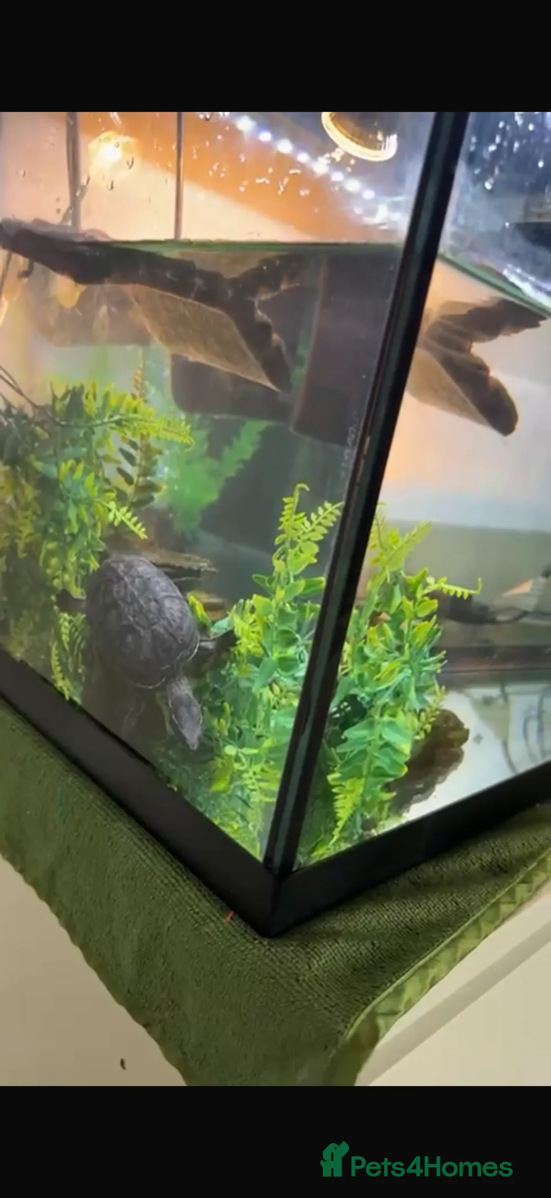 Terrapin reptiles for sale: 2 terrapins  - Advert 3