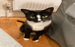 Mixed Breed cats for sale: Tuxedo girl kitty - friendly and playful - Image 1