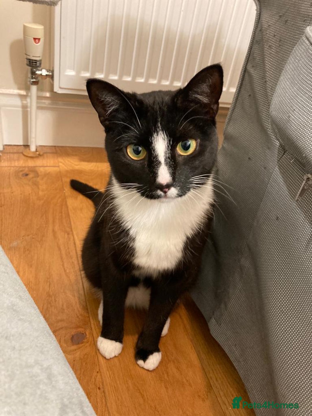 Mixed Breed cats for sale: Tuxedo girl kitty - friendly and playful - Image 1