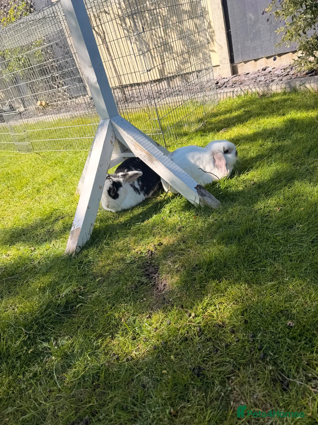French Lop rabbits for sale: Mr ru  - Advert 2