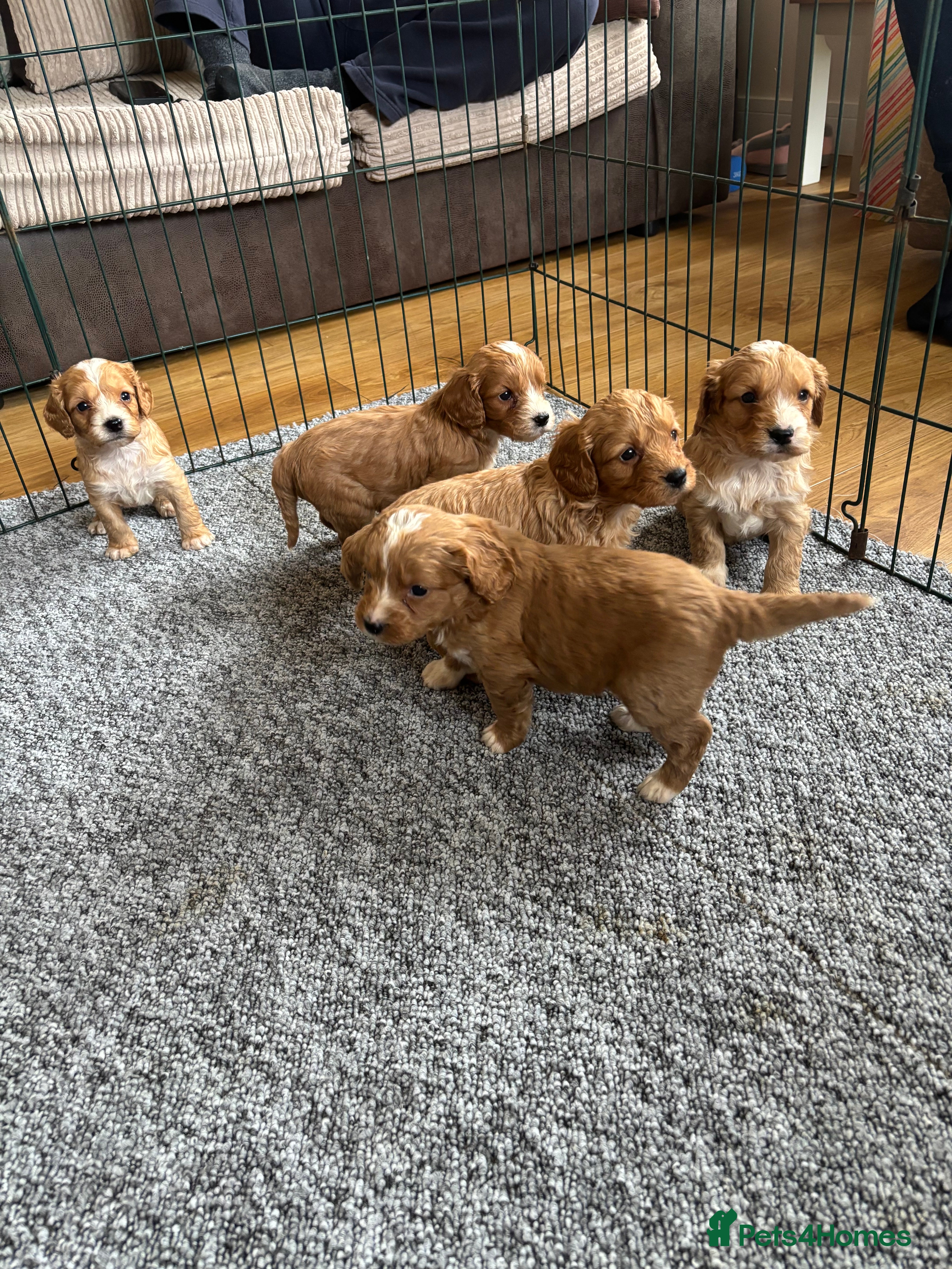 Cockapoo dogs Beautiful F1 cockapoo’s for sale - Advert 15