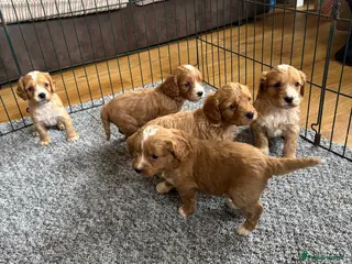 Cockapoo dogs Beautiful F1 cockapoo’s for sale - Advert 15