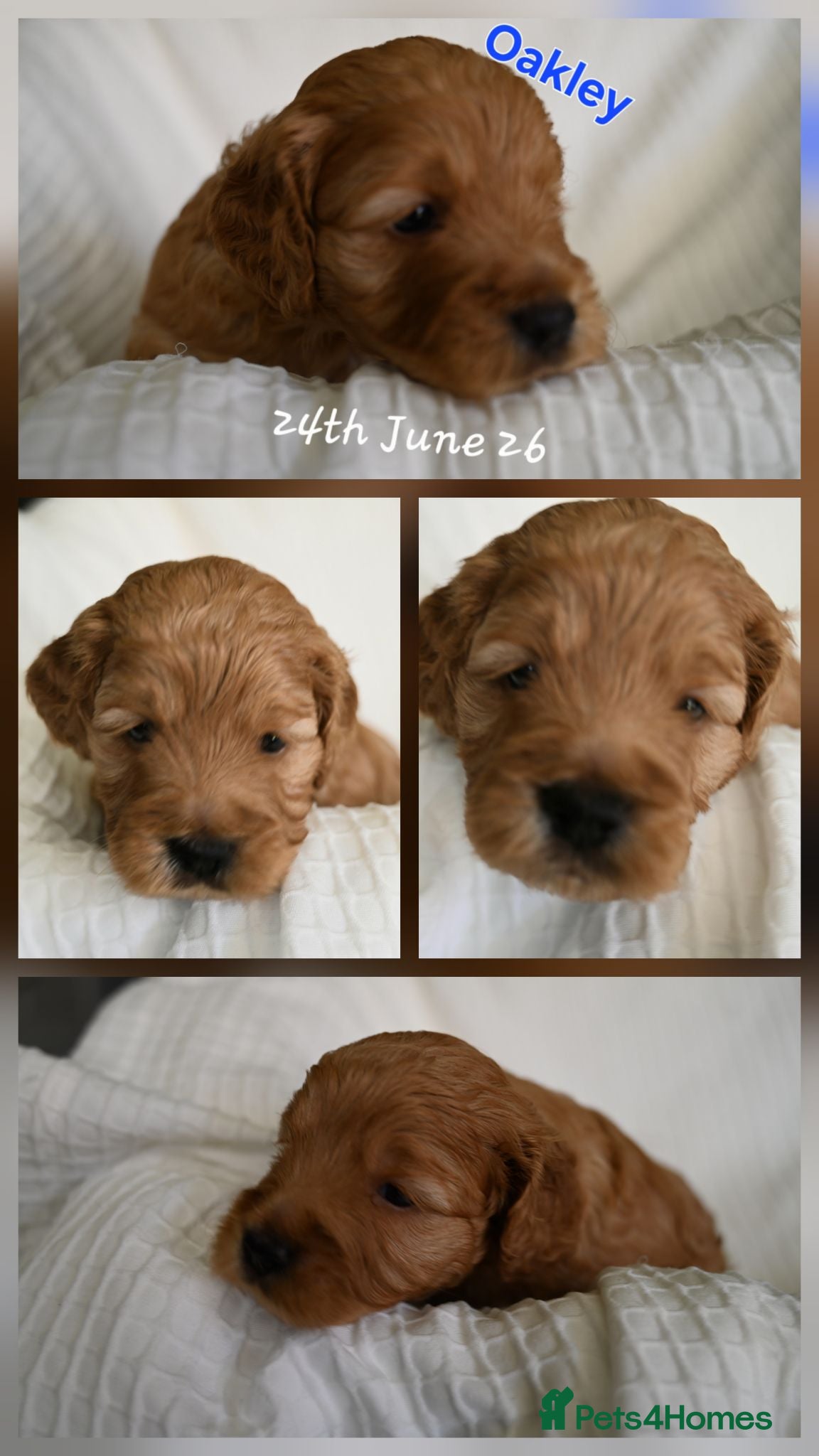Cockapoo dogs 🐾F2 Cockapoos Puppies Wiltshire💗💗💗💙💙 - Advert 2