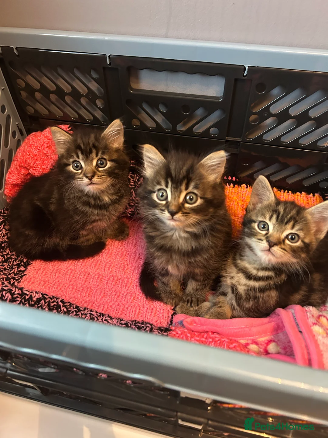 Mixed Breed cats for sale: 8 weeks old Kittens lovely kittens  - Advert 3