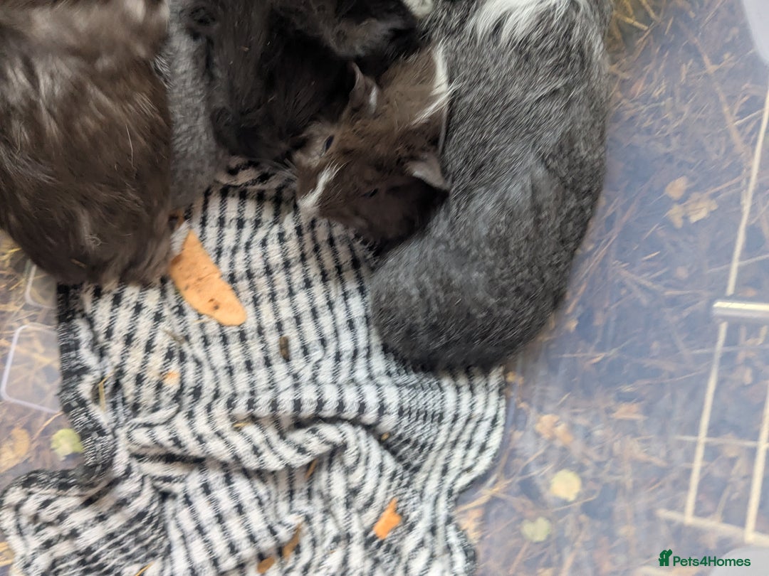 Guinea Pig rodents for sale: Baby boys - Advert 2