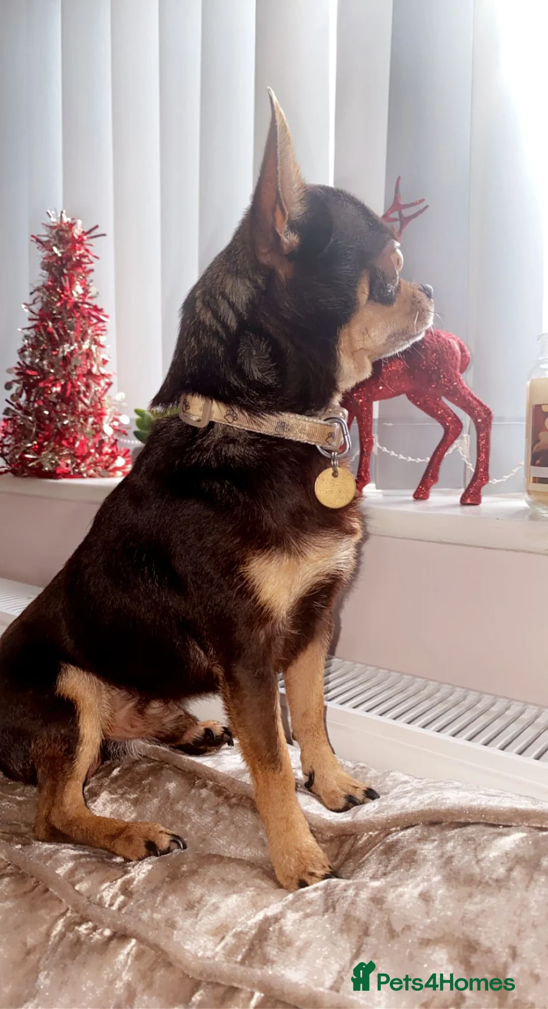 Chihuahua dogs for stud: Proven stud many times in King's Lynn - Advert 4