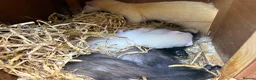Ferret rodents for sale: Ferret kits for sale - Advert 9