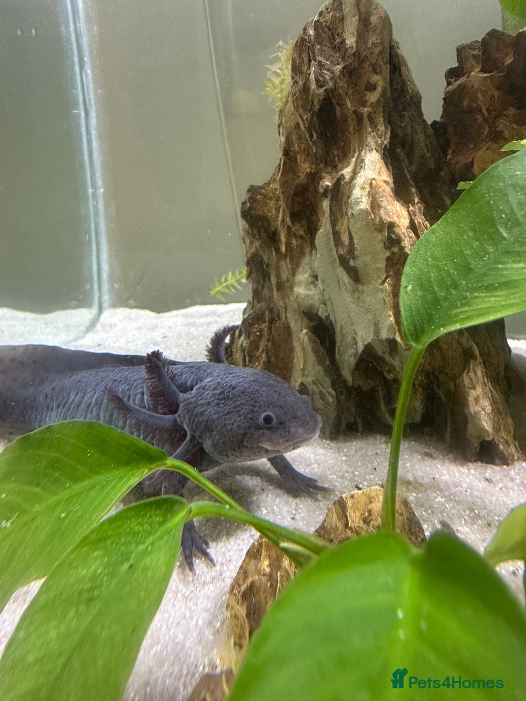 Axolotl reptiles for sale: Full Axolotl set up - see description  - Image 5
