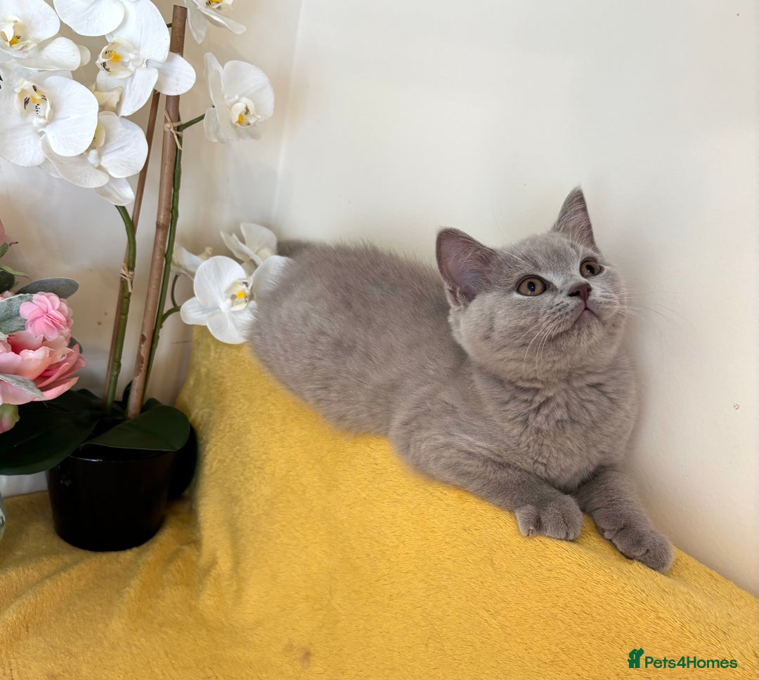 British Shorthair cats for sale: Top quality GCCF kittens  - Image 18