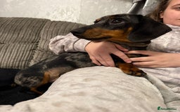 Miniature Dachshund dogs for sale: 9 month old Miniture dachshund  - Advert 4