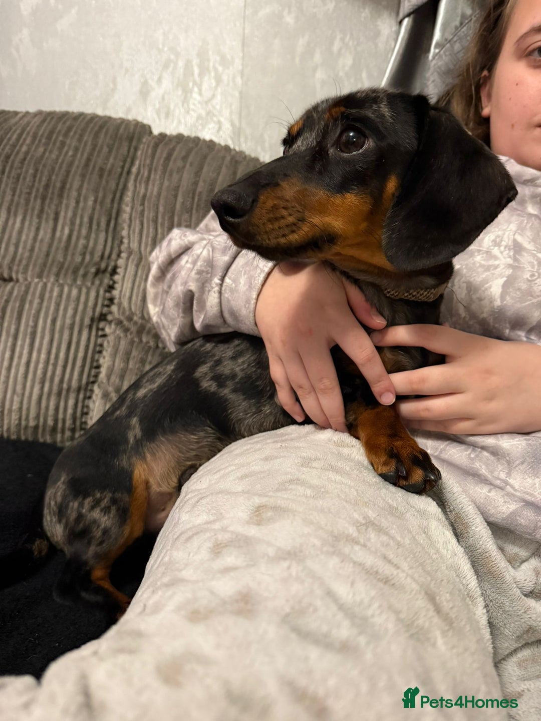 Miniature Dachshund dogs for sale: 9 month old Miniture dachshund  - Advert 4