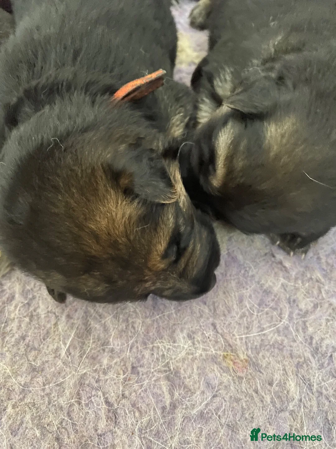 German Shepherd dogs for sale: K/C German Shepherd pups - Advert 24