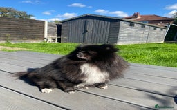 Pomeranian dogs for sale: 2 pomeranian bitches for sale - Image 2