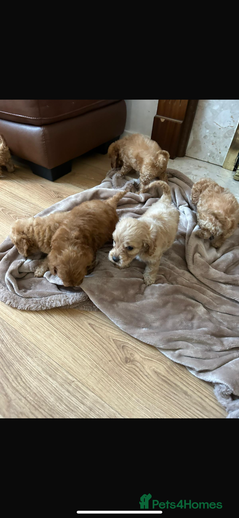Cockapoo dogs for sale: Cockapoo puppies in Aberdeen - Advert 8