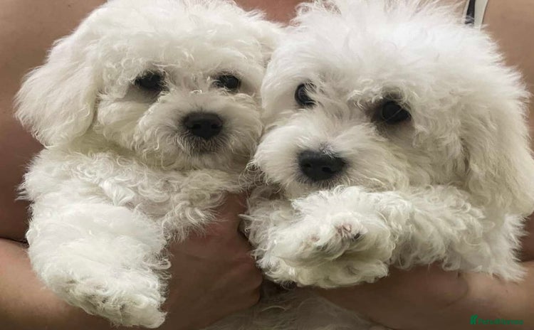 Maltese dogs - Advert 3